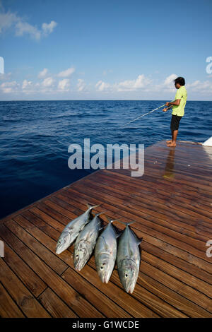 Liveaboard crew fishes for Jacks in order to make sushi. Stock Photo