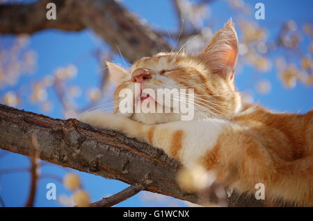 Cat sleeping peacefully on tree branch in the sunlight. Stock Photo