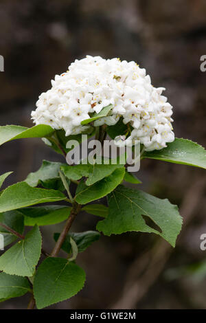 Globular flower head of the fragrant, deciduous snowball shrub, Viburnum x carlcephalum Stock Photo