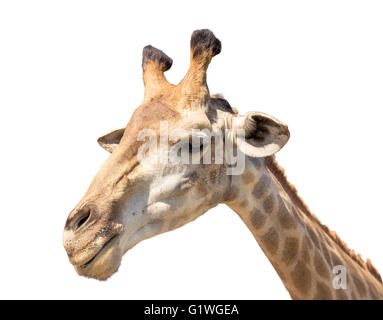 giraffe head isolated on white close up shot Stock Photo