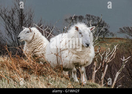 two cheviot ewes in winter setting isle of skye Stock Photo