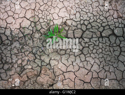 green plant growing on dry earth