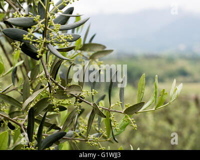 The start of the  olive year - buds on branch with background. Lunigiana in north Tuscany, Italy. Stock Photo