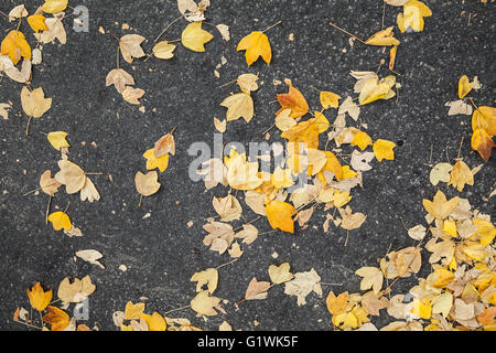 Yellow fallen autumnal leaves lay on urban asphalt road background Stock Photo