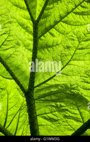 Gunnera Manicata. Stock Photo