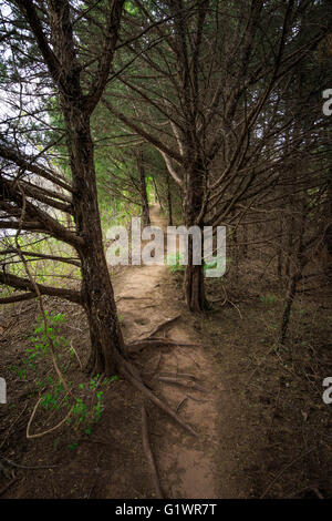A foot path winds through a forest area. Stock Photo