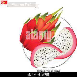 Vietnam Fruit, Illustration of Dragon Fruit or Pitaya Fruit. One of The Most Popular Fruits in Vietnam. Stock Vector