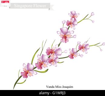Singapore Flower, Illustration of Vanda Miss Joaquim Flowers. The National Flower of Singapore. Stock Vector