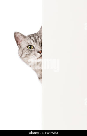 Cat look around the corner Stock Photo - Alamy