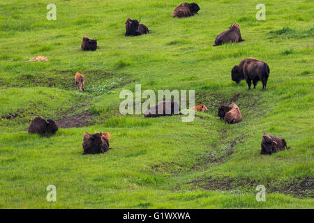 American bison Bison bison with young Lamar Valley Yellowstone National Park Wyoming USA 2015 Stock Photo