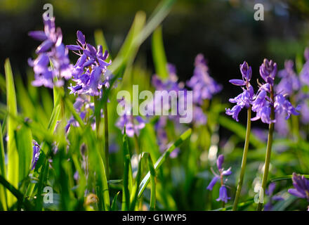 Wild bluebells seen growing at the base of a large plumb tree in a forest. Stock Photo