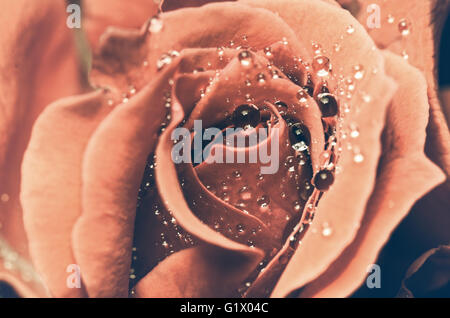 Close up water drops freshness on red rose flower in vintage style Stock Photo