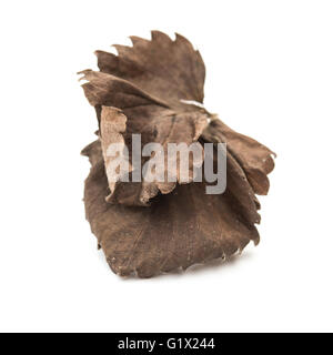 faded leaf on a white background Stock Photo