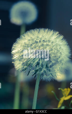 closeup to fluffy dandelion seeds Stock Photo