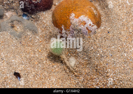 Egg case of the Green-Leaf worm in a small pool Stock Photo
