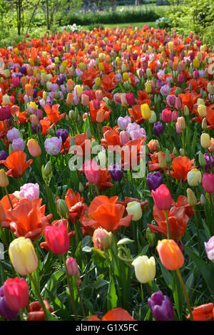 Colorful bed of tulips in Keukenhof, Holland Stock Photo