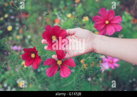 A young woman is picking flowers in a meadow during summer Stock Photo