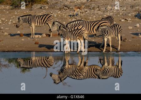 Burchell's Zebras (Equus quagga burchelli) reflected at the waterhole Chudop, Etosha National Park, Namibia Stock Photo