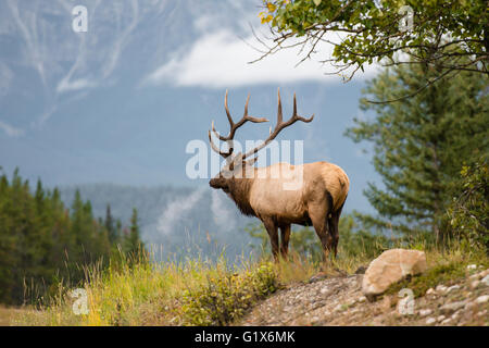 Wapiti, Elk (Cervus canadensis) looks into the distance, Deer, Banff National Park, Canadian Rockies, Alberta Province, Canada Stock Photo