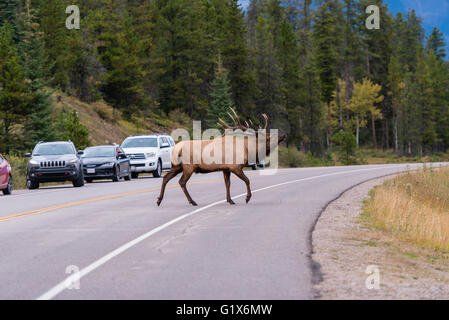 Wapiti, Elk (Cervus canadensis) crosses road, deer, Banff National Park, Canadian Rockies, Alberta Province, Canada Stock Photo