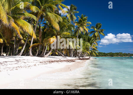 Sandy Caribbean Beach with Coconut Palm Trees. Saona Island, La Romana Province, Dominican Republic. Stock Photo
