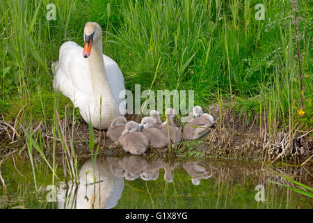 Mute Swan Cygnus olar with a family of newly hatched cygnets Norfolk Stock Photo