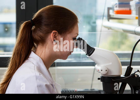 Scientist working at the microscope Stock Photo
