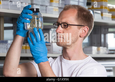 Prof. Dr. Florian Leese with sea spiders Stock Photo
