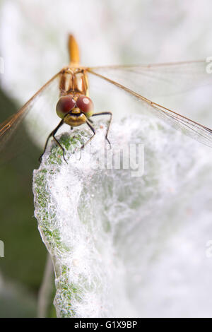 Common darter (Sympetrum striolatum) dragonfly sitting on the edge of a silver salvia (Salvia argentea) leaf, Stockholm, Sweden Stock Photo