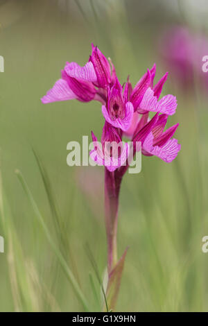 Pink butterfly orchid (Orchis papilionaciae) Stock Photo