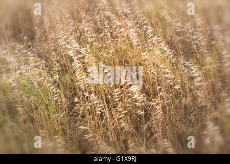 Dried grass blowing in the wind. Stock Photo