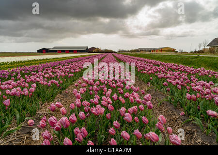 Vibrant fields of colorful tulips carpet the valleys of Holland during the annual springtime festival. Popular time for tourists to visit the area