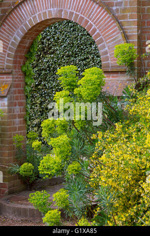 Euphorbia characias subsp. wulfenii spurge in flower border and brick archway Stock Photo