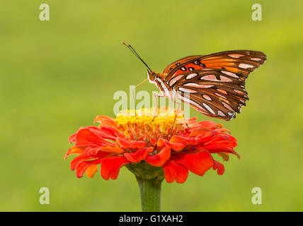 Gulf Fritillary butterfly on a deep orange Zinnia flower against summer green background Stock Photo