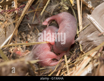 Two hairless and blind baby mice in a nest Stock Photo