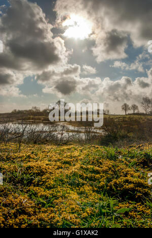 Young yellow-green haircap moss at the shore of the little dune lake lights up as the morning sun pierces from behind a cloud. Stock Photo