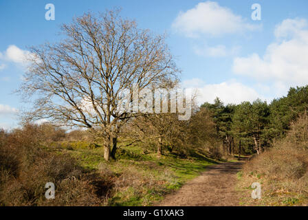 Large budding tree along a hiking path through the dunes, with pine woods in the background.  North Holland, the Netherlands Stock Photo