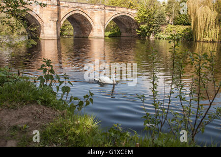 A scenic view of the River Tees at Yarm  showing the bridge and tree lined river banks with a swan on the river Stock Photo