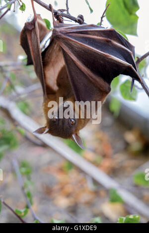 lesser dog faced fruit bat