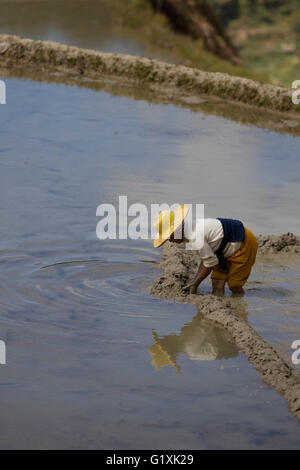 Ifugao farmer repairing rice terrace wall in Banaue Philippines working in flooded paddy maintaining traditional irrigation agriculture landscape Stock Photo