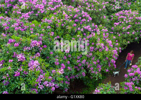 Rhododendrons in woodland photographed from above with lady and dog on pathway Stock Photo