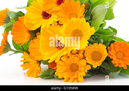 Marigold, calendula officinalis on a white background. Stock Photo