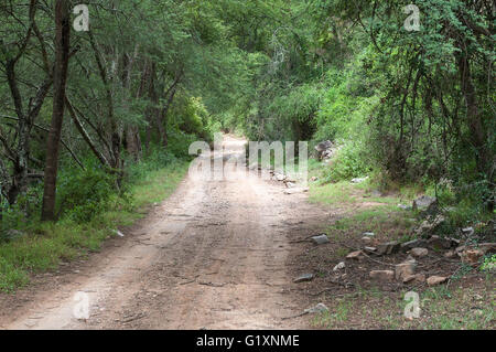 The road through the wilderness area in the Baviaanskloof (baboon valley) passes through dense forest Stock Photo