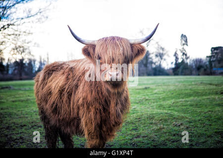 Scottish highland cow in field. Lone cow with large horns in a green field, shaggy coated cow with hair over eyes, impressive animal