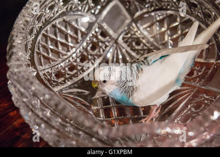 Blue badgie sits in a crystal vase Stock Photo