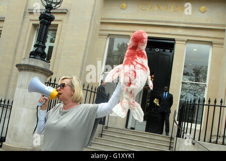 London, UK, 20 May 2016, Animal Aid protest outside Canada House in Trafalgar Square against the Canadian Government issuing quota for the killing of baby seals. Credit:  JOHNNY ARMSTEAD/Alamy Live News Stock Photo