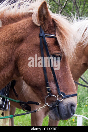 Selfoss, South Iceland, Iceland. 4th Aug, 2015. Portrait of an Icelandic horse at the Fridheimar family run farm in Selfoss, South Iceland. The breed was introduced by the first settlers from Scandinavia around 900 AD. Besides horticulture, the family offers visitors a horse show. Tourism is a growing sector of the economy with Iceland becoming a favorite tourist destination. © Arnold Drapkin/ZUMA Wire/Alamy Live News Stock Photo