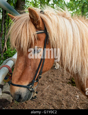 Selfoss, South Iceland, Iceland. 4th Aug, 2015. Portrait of an Icelandic horse at the Fridheimar family run farm in Selfoss, South Iceland. The breed was introduced by the first settlers from Scandinavia around 900 AD. Besides horticulture, the family offers visitors a horse show. Tourism is a growing sector of the economy with Iceland becoming a favorite tourist destination. © Arnold Drapkin/ZUMA Wire/Alamy Live News Stock Photo