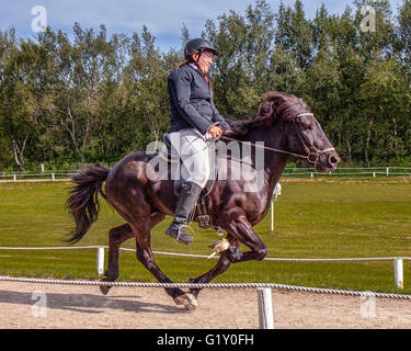 Selfoss, South Iceland, Iceland. 4th Aug, 2015. At the Fridheimar family run farm in Selfoss, South Iceland, a rider during a performance. Besides horticulture, the family offers visitors a horse show featuring the Icelandic horse breed brought by the first settlers from Scandinavia around 900 AD. Tourism is a growing sector of the economy with Iceland becoming a favorite tourist destination. © Arnold Drapkin/ZUMA Wire/Alamy Live News Stock Photo