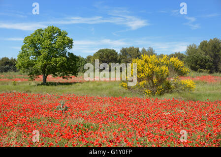 Provence, France. 20th May, 2016. Poppy Fields in Provence. Spring in Provence is brief but for a few weeks in May many fields are a blaze of red poppies. Poppy field photographed near Aix-en-Provence, France. Credit:  Chris Hellier/Alamy Live News Stock Photo